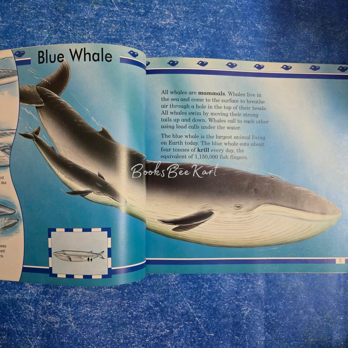 Big ocean Creatures
