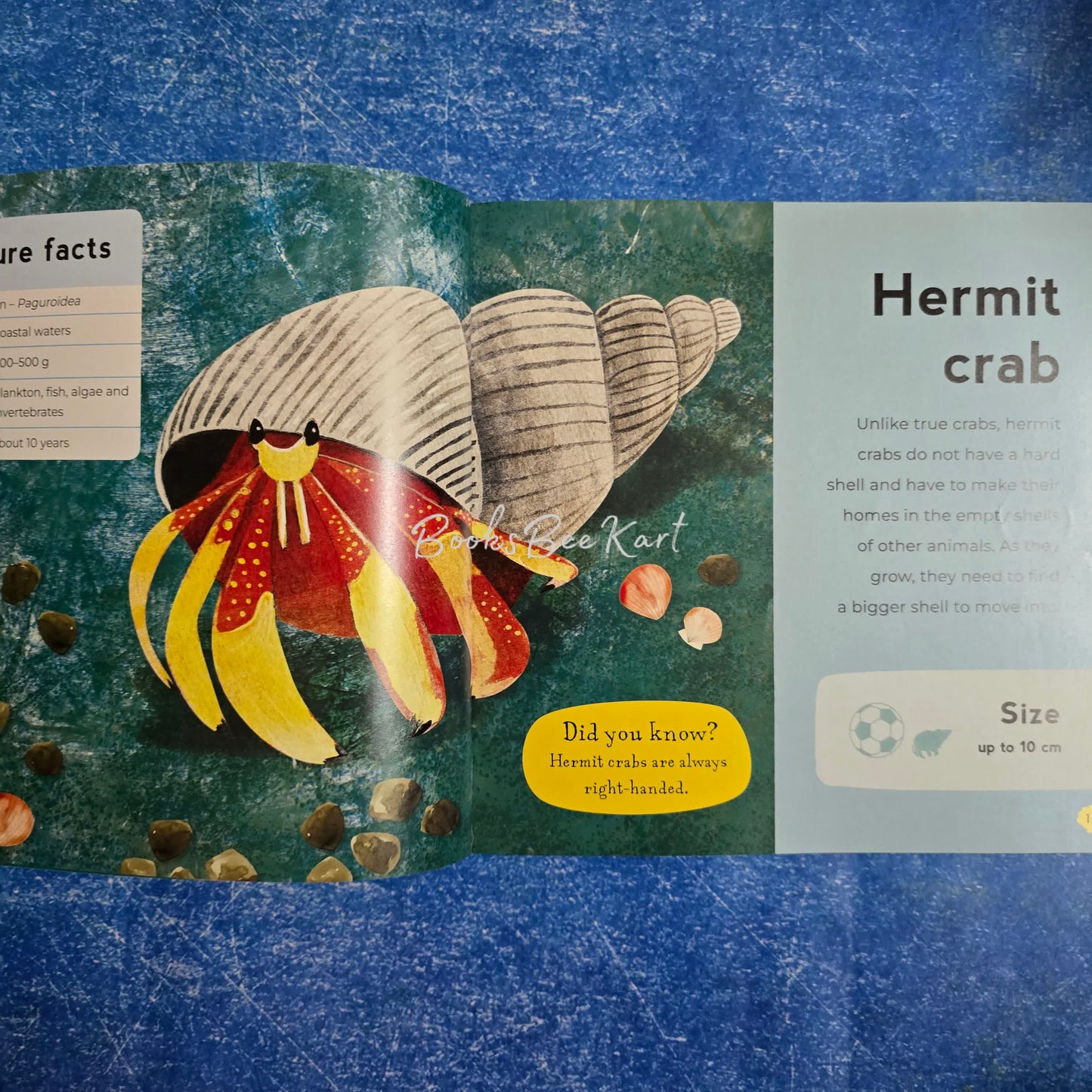 My first Book of Sea Creatures