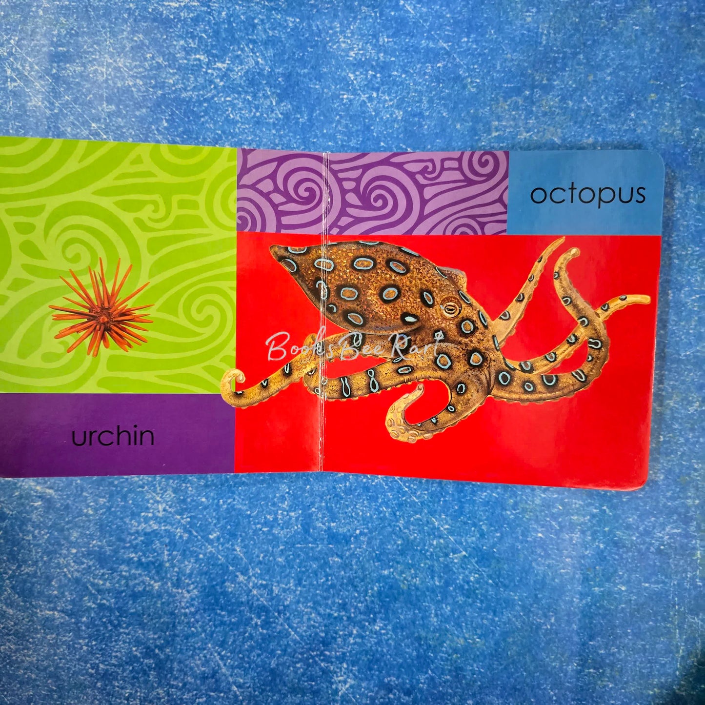 Ocean Animals
