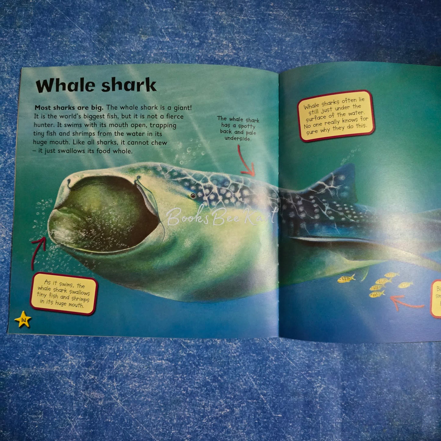I love Sharks