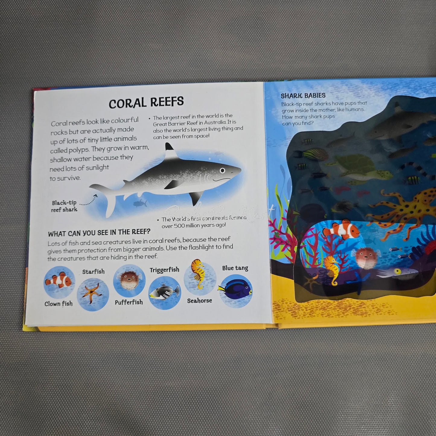 Under the Sea - Torch Light Book
