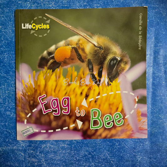 Egg to Bee