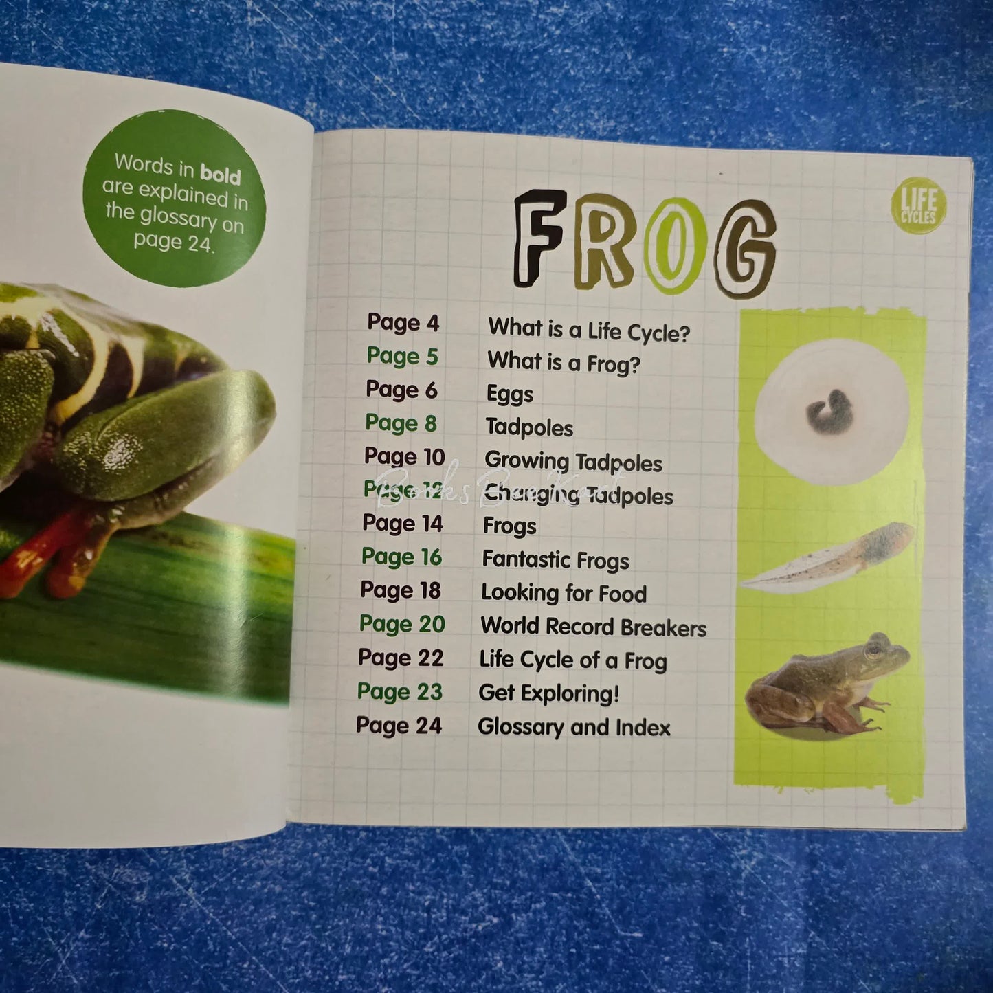 Frog