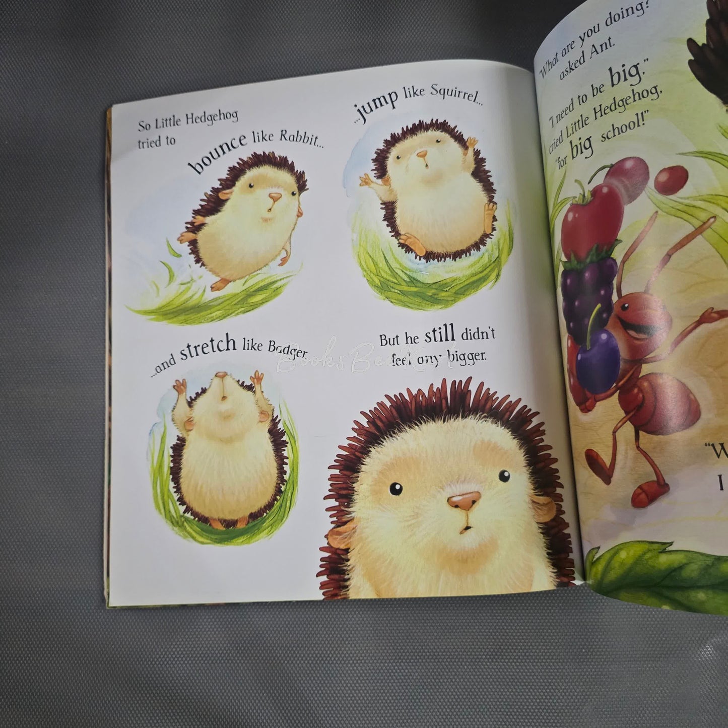 Little Hedgehog's Big Day