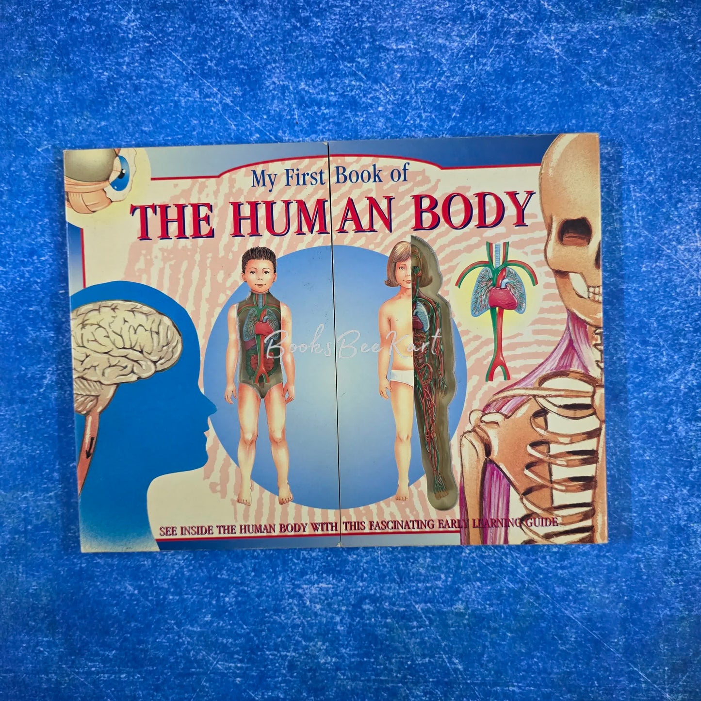 My First Book of THE HUMAN BODY